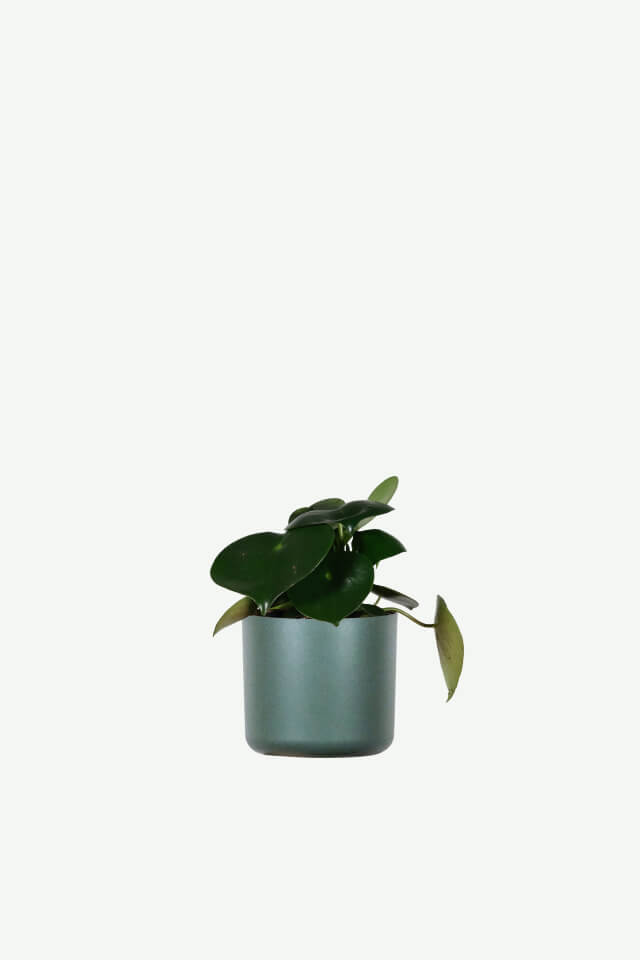 plants-ecommerce-product-featured-img-5 plants ecommerce product featured img 5